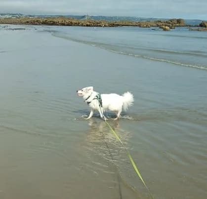 Patch, male 5yo Collie for adoption at RSPCA Cornwall Branch, Saint Columb