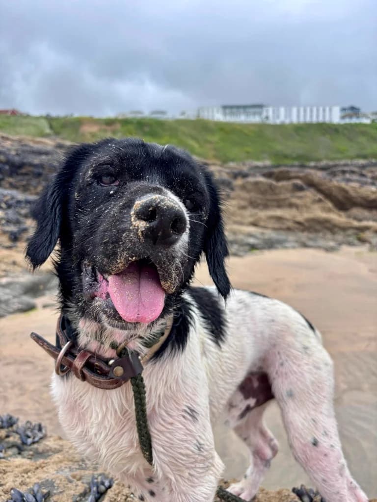 Tj, male 4yo mixed breed for adoption at RSPCA Cornwall Branch, Saint Columb