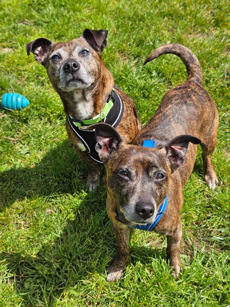 Brandon / Rosie, male senior Chihuahua for adoption at RSPCA Cornwall Branch, Saint Columb