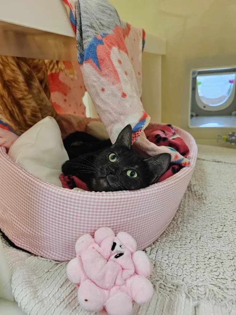 Nala, female young Mixed Breed Cat for adoption at RSPCA Cornwall Branch, Saint Columb