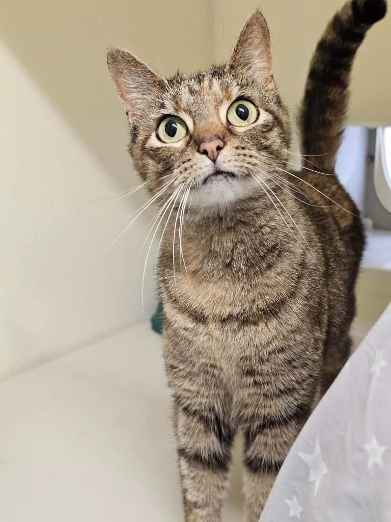 Bubble, Mixed Breed Cat (RSPCA Cornwall Branch)