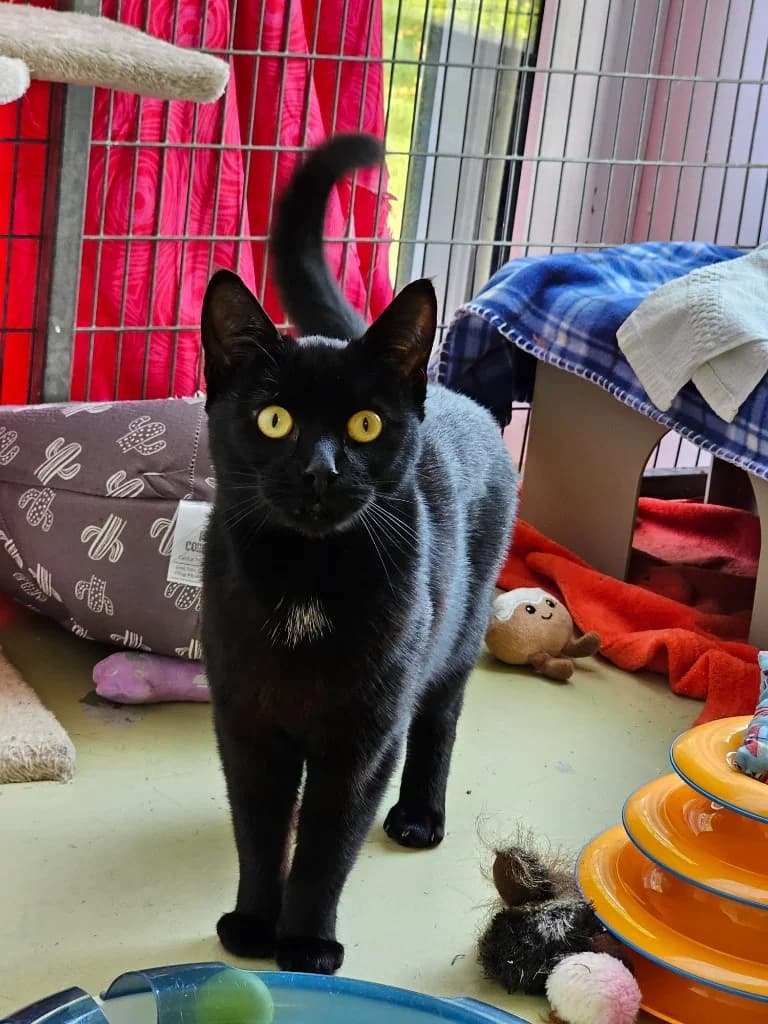 Bertie (was Dozey), Mixed Breed Cat (RSPCA Cornwall Branch)
