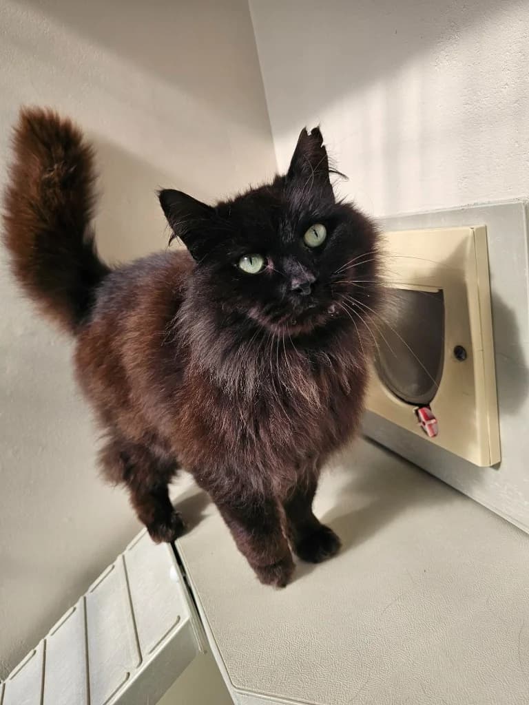 Leo, male 5yo Mixed Breed Cat for adoption at RSPCA Cornwall Branch, Saint Columb