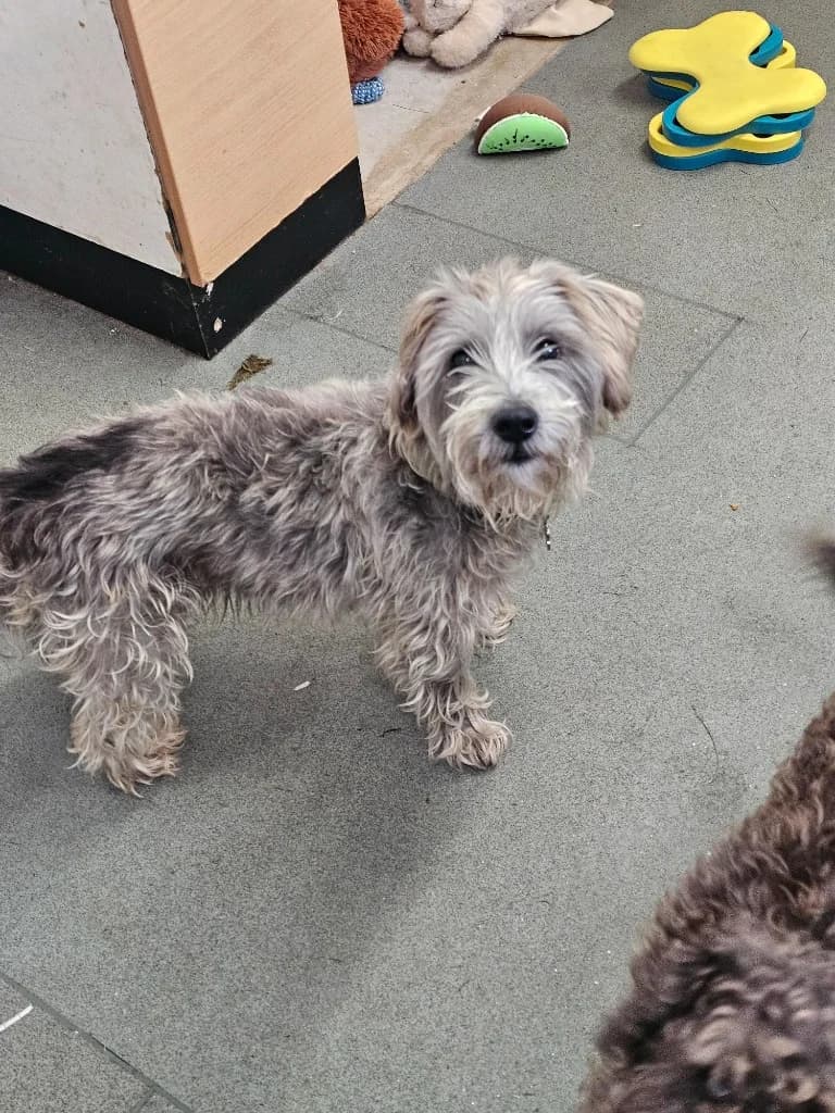 Blue / Jenny, male senior mixed breed for adoption at RSPCA Cornwall Branch, Saint Columb