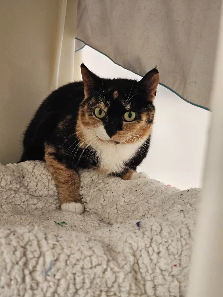 Carla, female young Mixed Breed Cat for adoption at RSPCA Cornwall Branch, Saint Columb