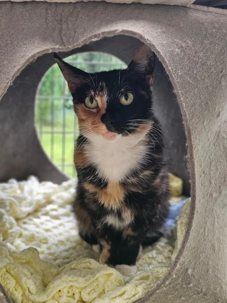 Amber, female young Mixed Breed Cat for adoption at RSPCA Cornwall Branch, Saint Columb