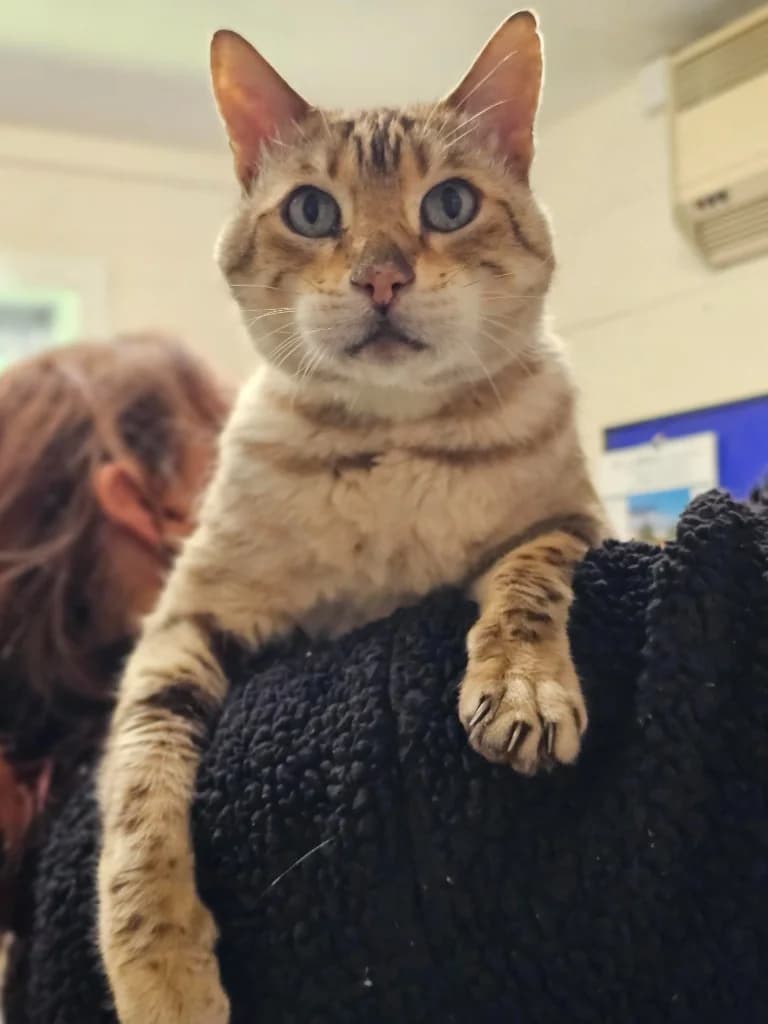 Raja, male senior Mixed Breed for adoption at RSPCA Cornwall Branch, Saint Columb