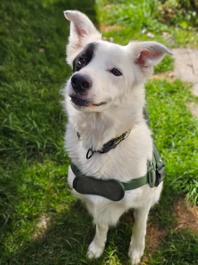 Goose, male 7yo Collie for adoption at RSPCA Cornwall Branch, Saint Columb