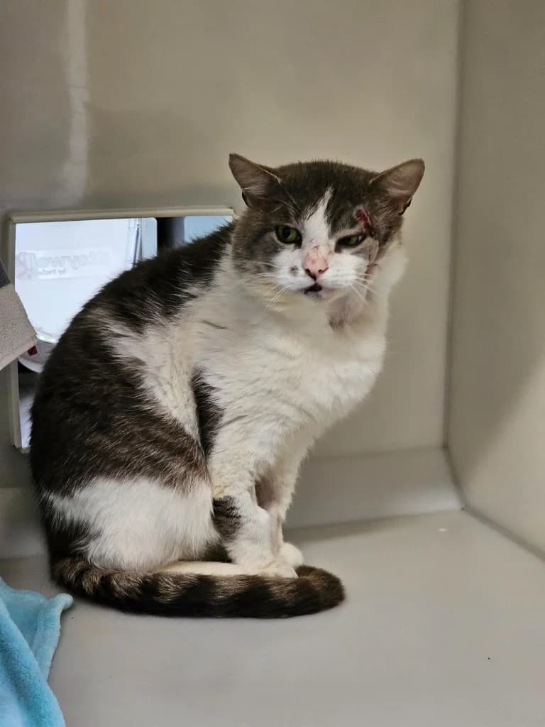 Rodney, male young Mixed Breed Cat for adoption at RSPCA Cornwall Branch, Saint Columb