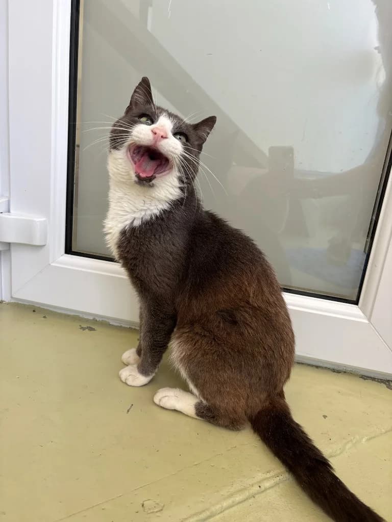 Bailey, male senior Mixed Breed Cat for adoption at RSPCA Cornwall Branch, Saint Columb