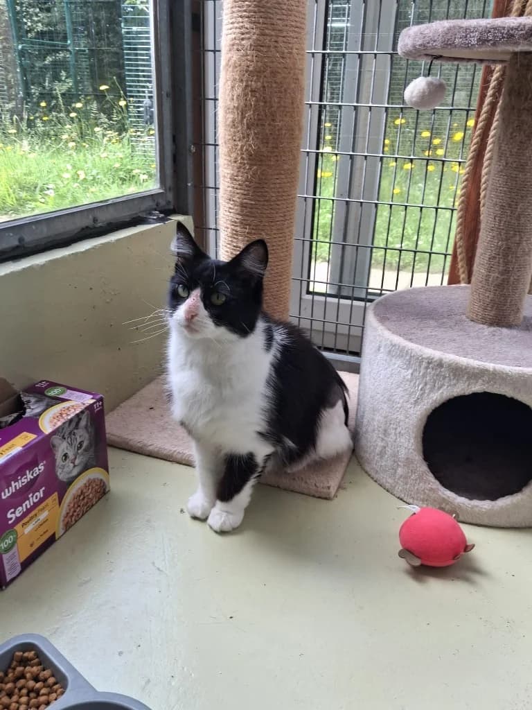 June, female 3yo Mixed Breed Cat for adoption at RSPCA Cornwall Branch, Saint Columb
