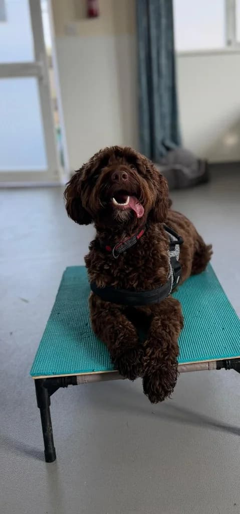 Marley, male young Cockapoo for adoption at RSPCA Cornwall Branch, Saint Columb