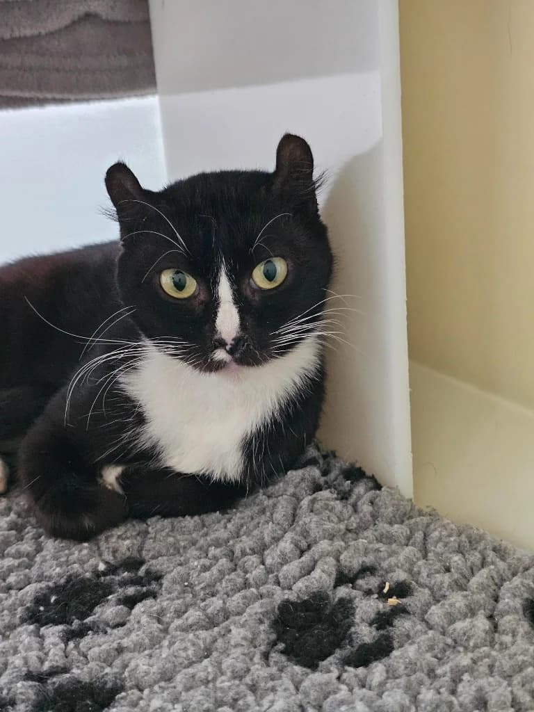 Devine, female 3yo Mixed Breed Cat for adoption at RSPCA Cornwall Branch, Saint Columb