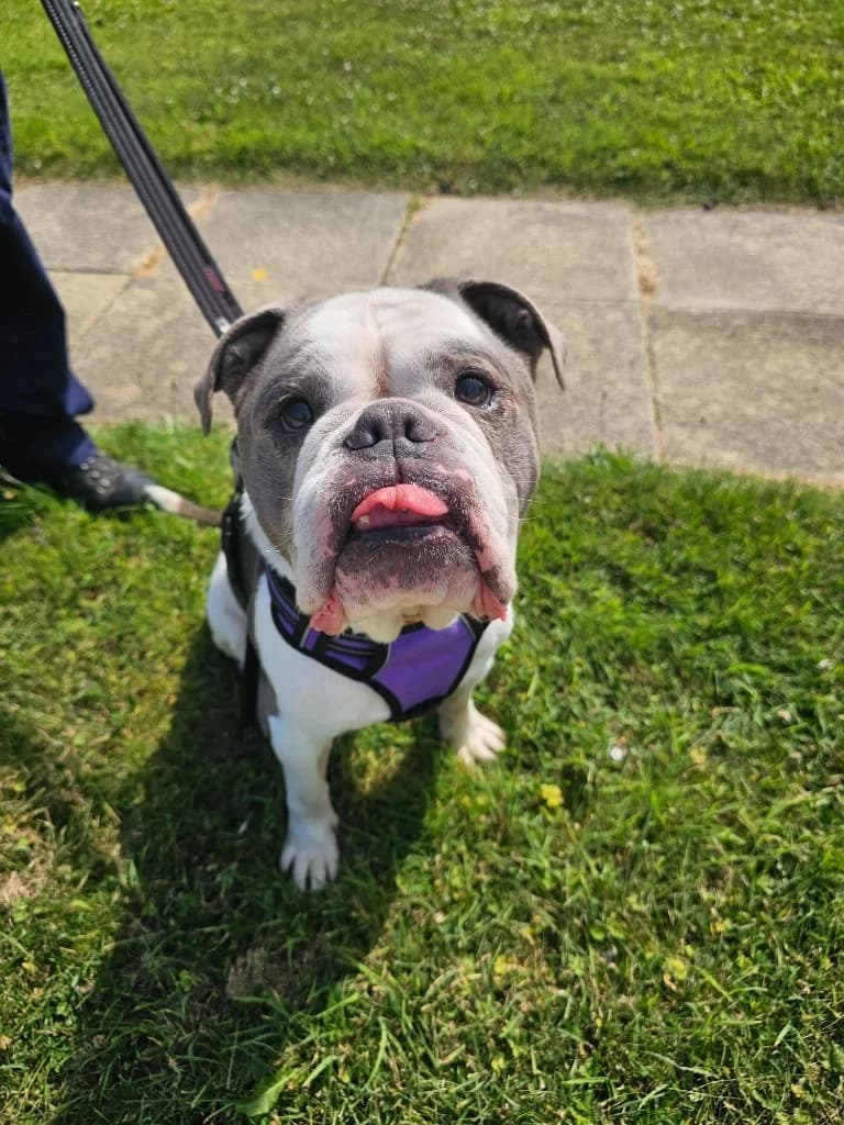Bronson, male senior Mixed Breed for adoption at RSPCA Cornwall Branch, Saint Columb