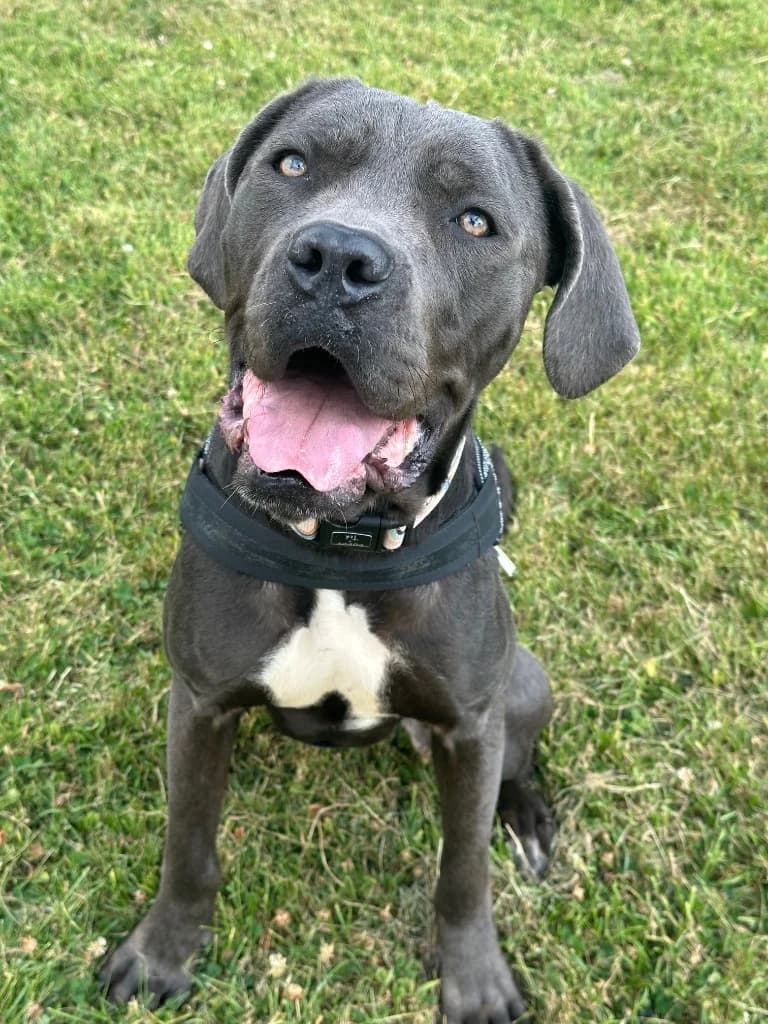 Harlequin, female young Mastiff for adoption at RSPCA Cornwall Branch, Saint Columb