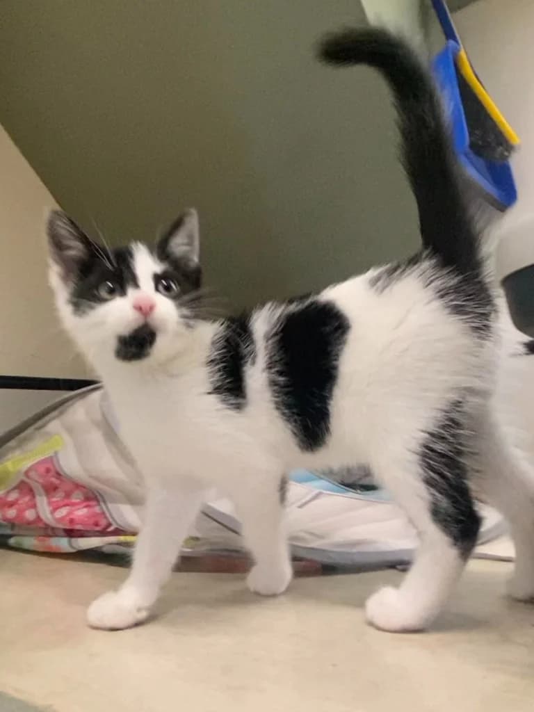 Sennen, female puppy Mixed Breed Cat for adoption at RSPCA Cornwall Branch, Saint Columb