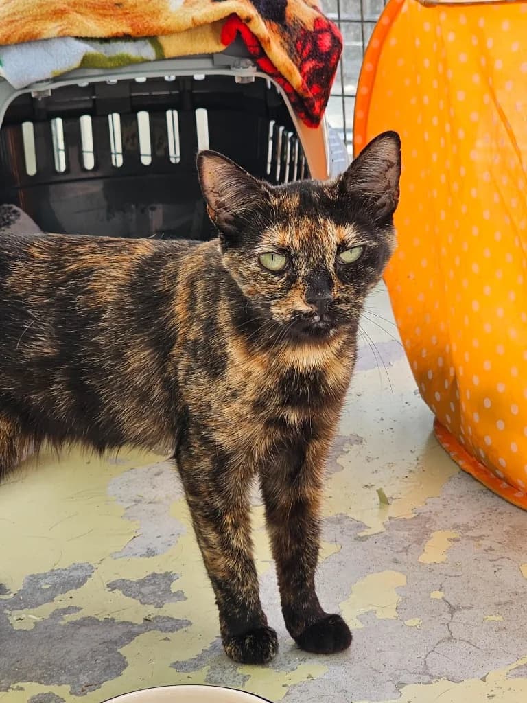 Reggie, female 5yo Mixed Breed Cat for adoption at RSPCA Cornwall Branch, Saint Columb