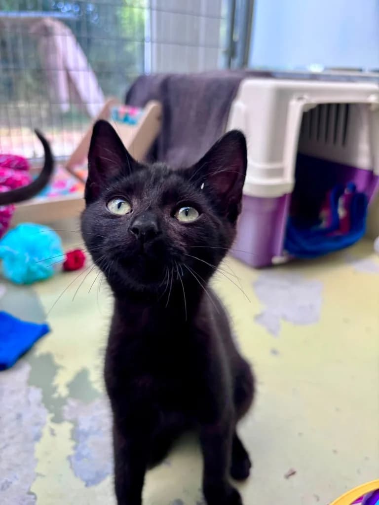 Noir, female puppy Mixed Breed Cat for adoption at RSPCA Cornwall Branch, Saint Columb