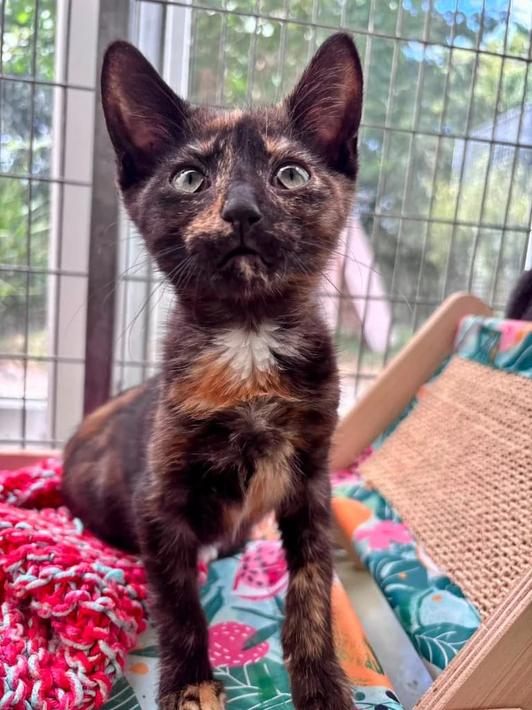 Hex, female puppy Mixed Breed Cat for adoption at RSPCA Cornwall Branch, Saint Columb