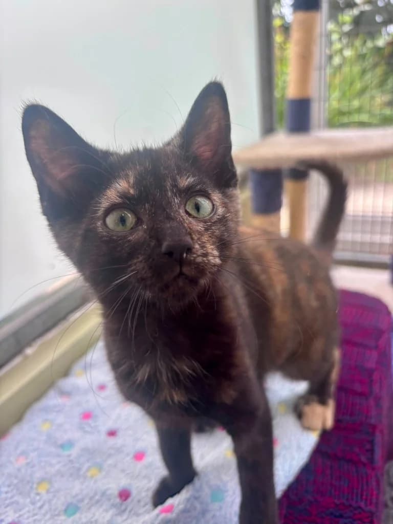 Treacle, Mixed Breed Cat (RSPCA Cornwall Branch)