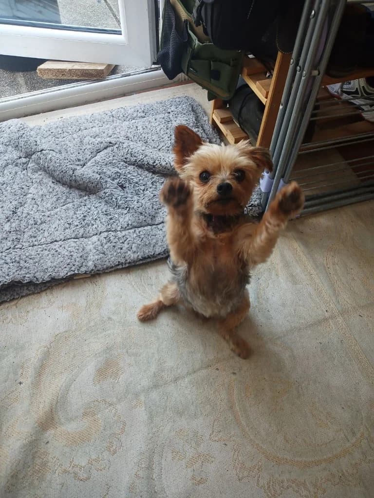 Mia, female senior Yorkshire Terrier for adoption at RSPCA Cornwall Branch, Saint Columb