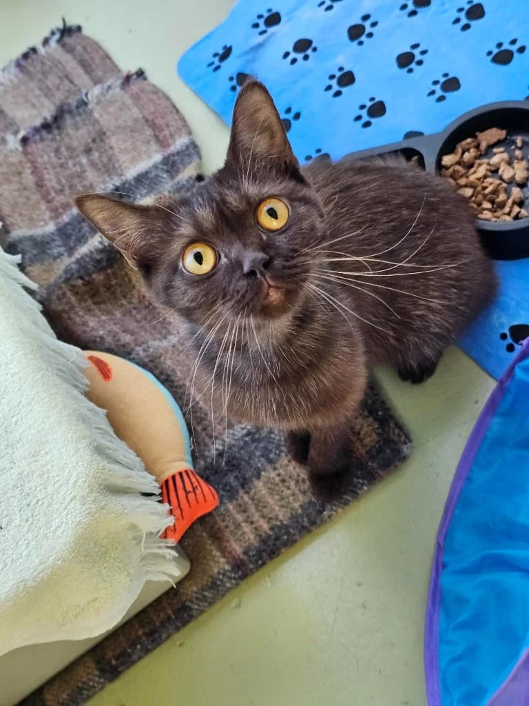 Willow, female young Mixed Breed Cat for adoption at RSPCA Cornwall Branch, Saint Columb