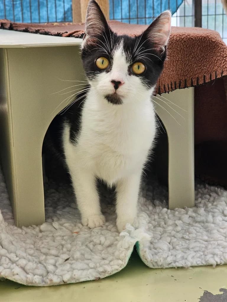 Patch, female puppy Mixed Breed Cat for adoption at RSPCA Cornwall Branch, Saint Columb