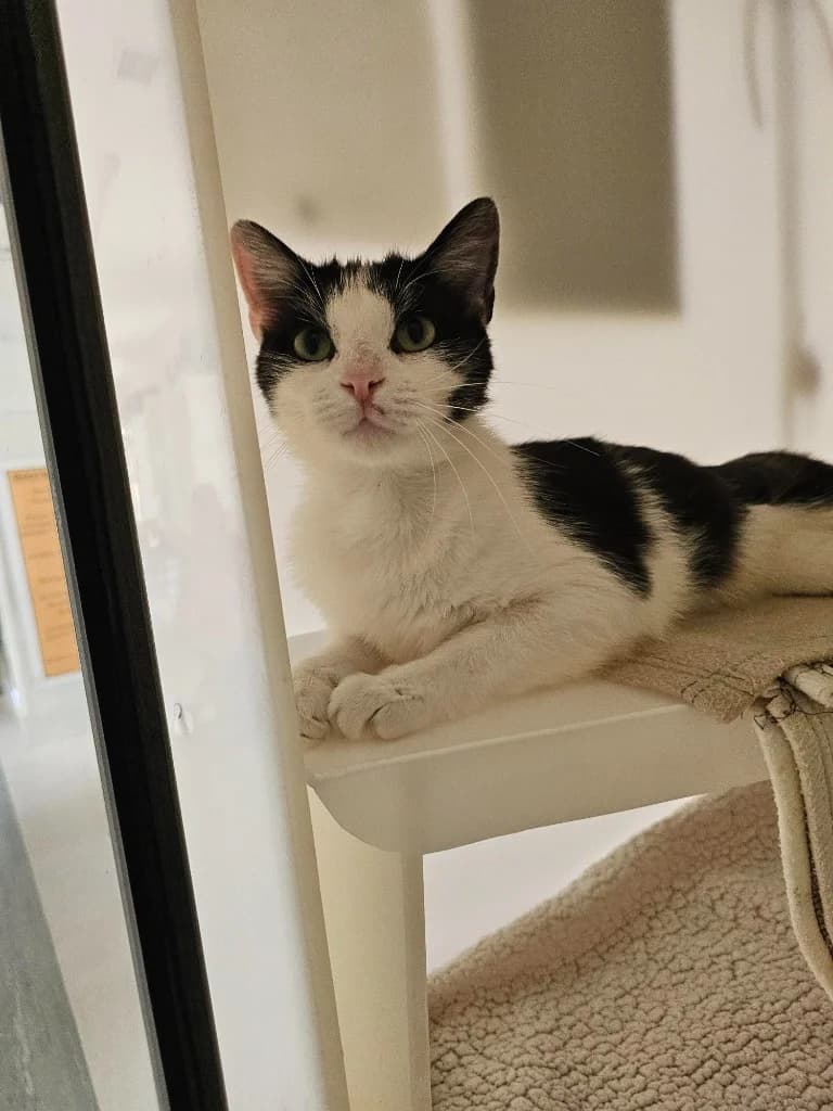 Pua, female young Mixed Breed Cat for adoption at RSPCA Cornwall Branch, Saint Columb