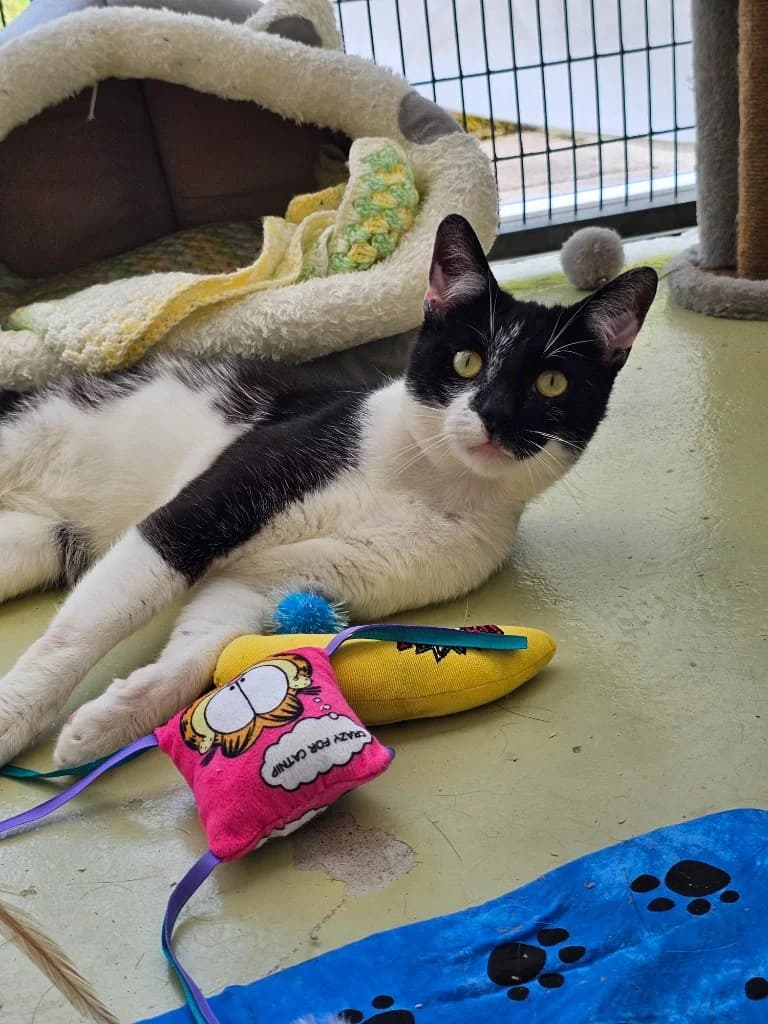 Heihei, male young Mixed Breed Cat for adoption at RSPCA Cornwall Branch, Saint Columb