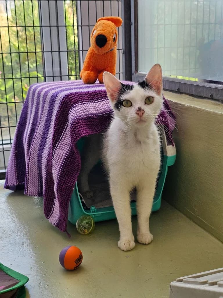 Te Fiti, female young Mixed Breed Cat for adoption at RSPCA Cornwall Branch, Saint Columb