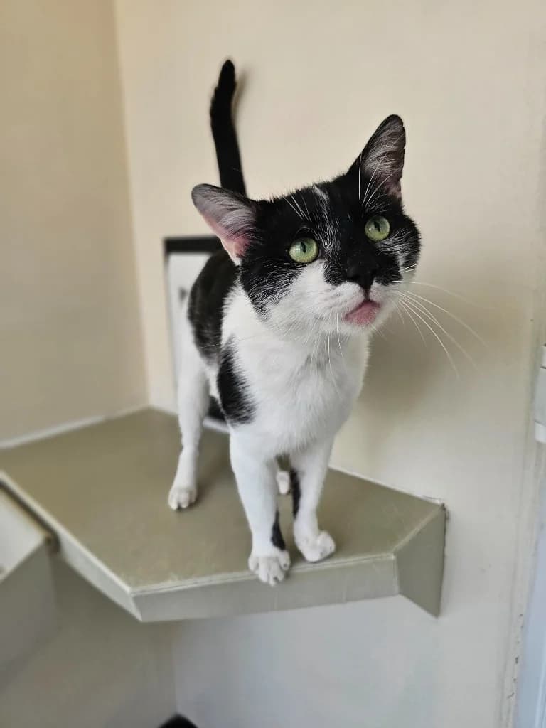 Maui, male young Mixed Breed Cat for adoption at RSPCA Cornwall Branch, Saint Columb