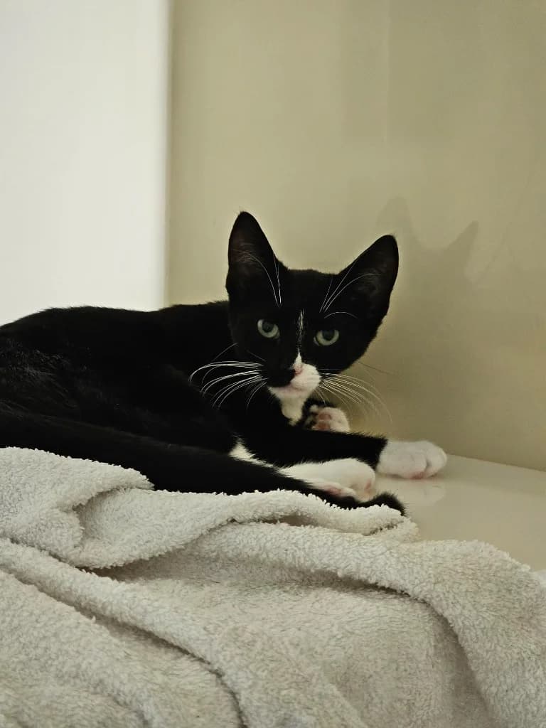 Joe, male puppy Mixed Breed Cat for adoption at RSPCA Cornwall Branch, Saint Columb