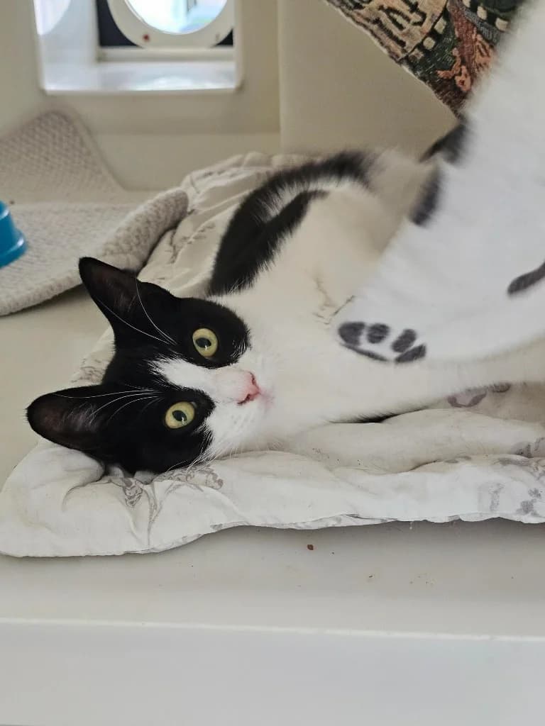 Moana, female young Mixed Breed Cat for adoption at RSPCA Cornwall Branch, Saint Columb