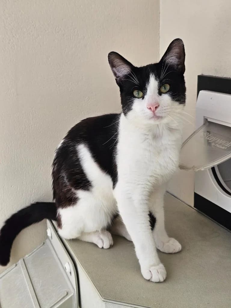 Tamatoa, male young Mixed Breed Cat for adoption at RSPCA Cornwall Branch, Saint Columb