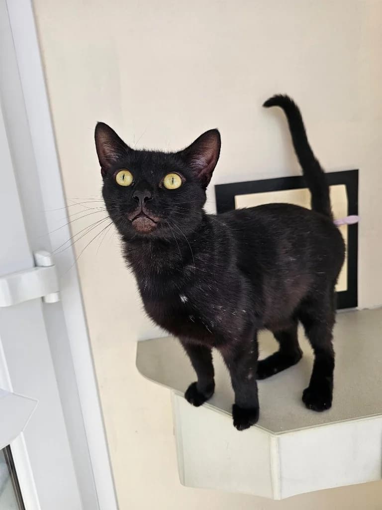 Marley, male 3yo Mixed Breed Cat for adoption at RSPCA Cornwall Branch, Saint Columb