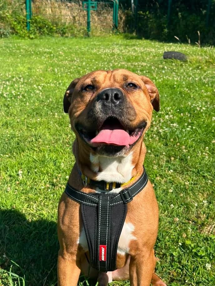 Ty, male 3yo Mastiff for adoption at RSPCA Cornwall Branch, Saint Columb