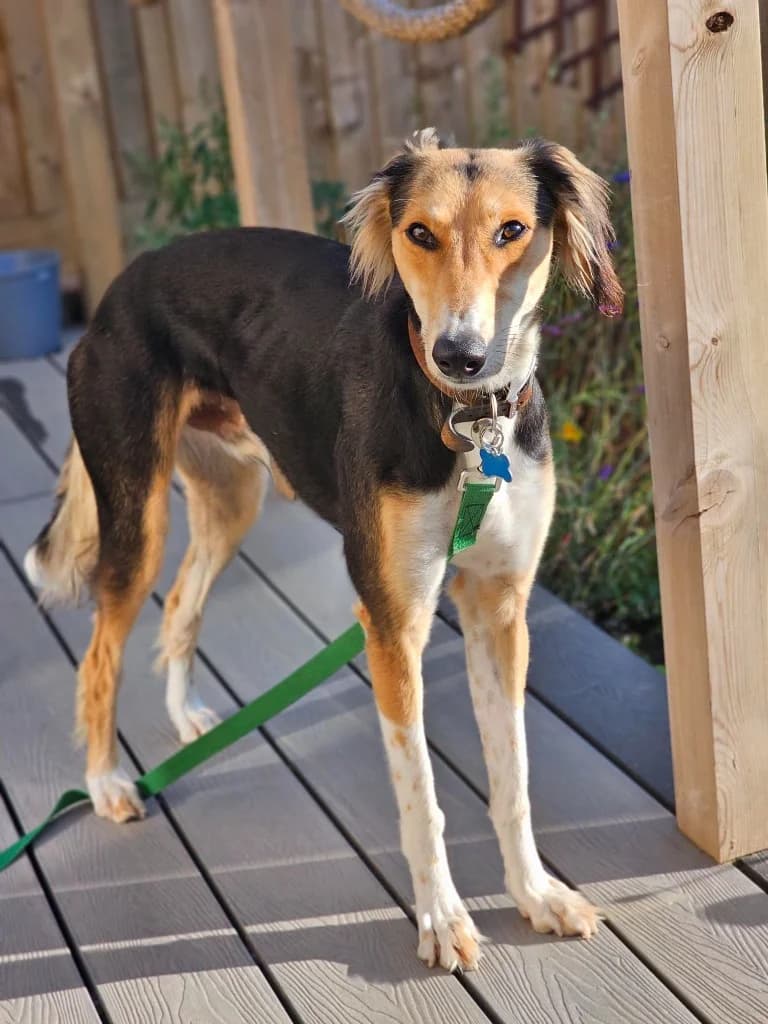 Benedict, male young Saluki for adoption at RSPCA Cornwall Branch, Saint Columb