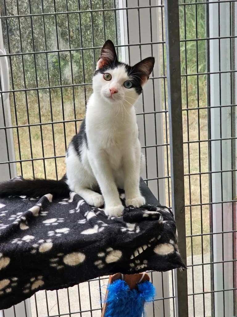 Melon, male puppy Mixed Breed Cat for adoption at RSPCA Cornwall Branch, Saint Columb