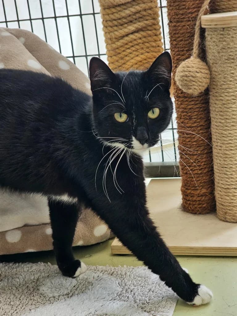 Lettuce, female puppy Mixed Breed Cat for adoption at RSPCA Cornwall Branch, Saint Columb
