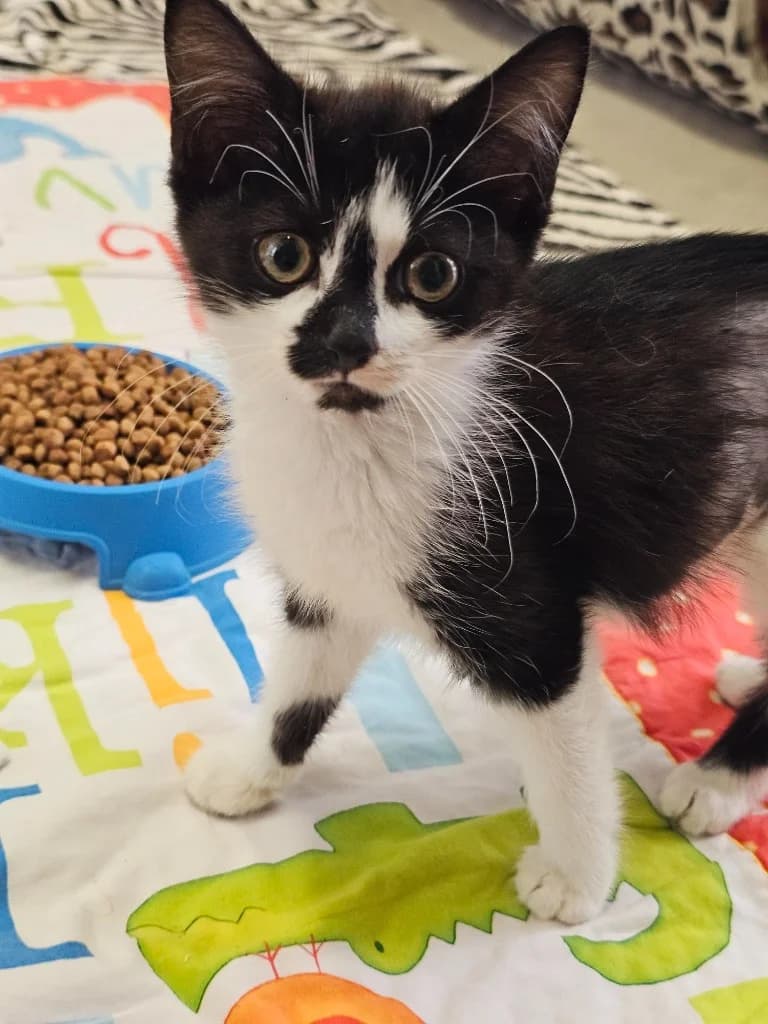 Elderberry, female puppy Mixed Breed Cat for adoption at RSPCA Cornwall Branch, Saint Columb