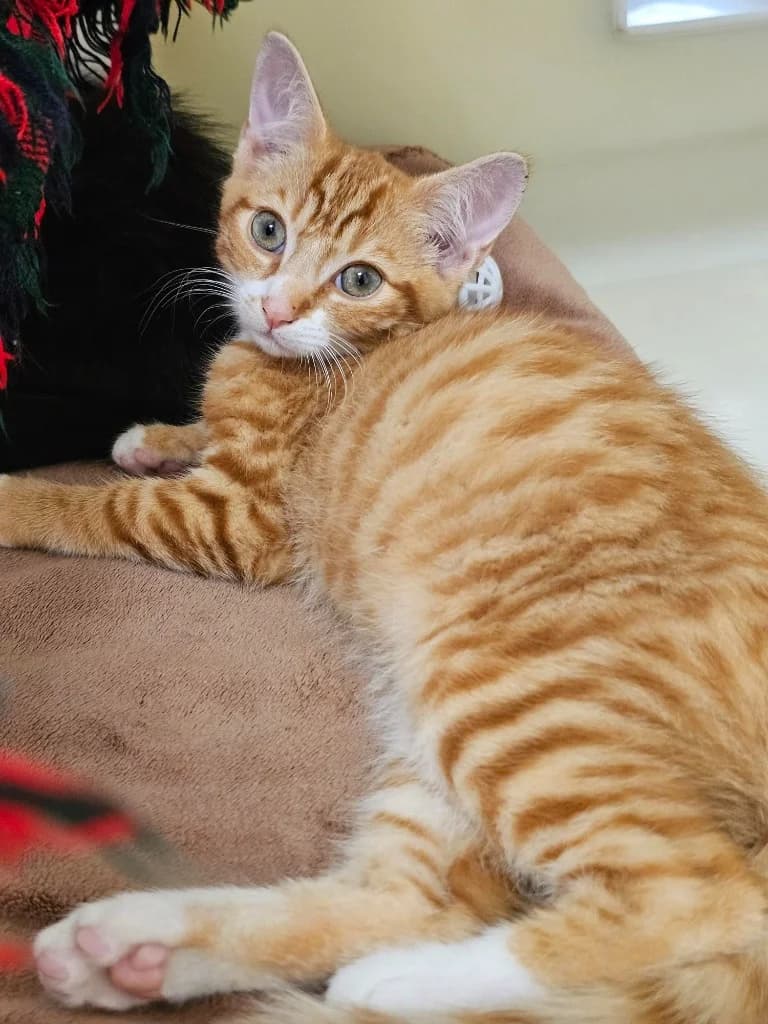 Carrot, male puppy Mixed Breed Cat for adoption at RSPCA Cornwall Branch, Saint Columb