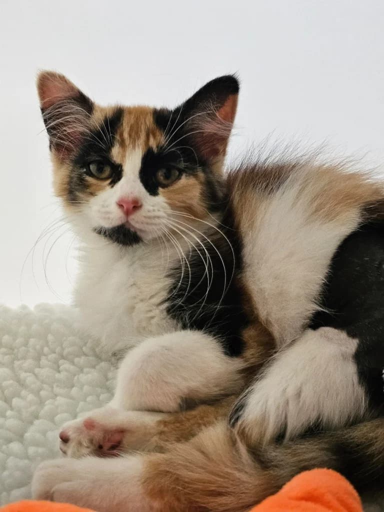 Orange, female puppy Mixed Breed Cat for adoption at RSPCA Cornwall Branch, Saint Columb