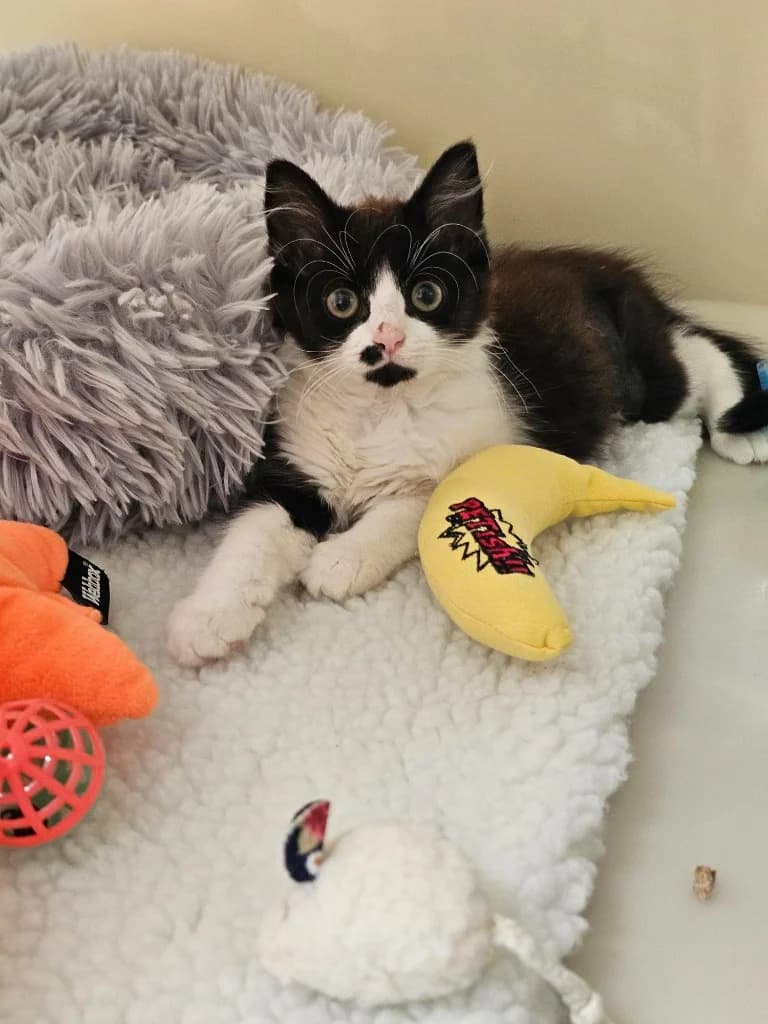 Nectarine, female puppy Mixed Breed Cat for adoption at RSPCA Cornwall Branch, Saint Columb