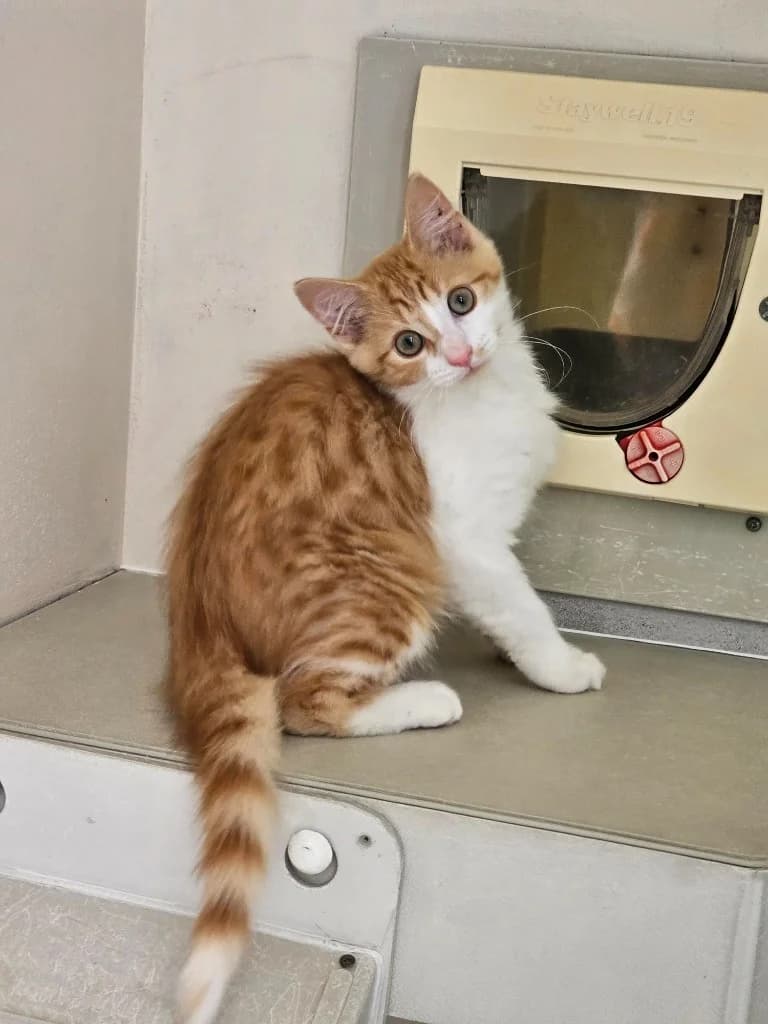 Banana, male puppy Mixed Breed Cat for adoption at RSPCA Cornwall Branch, Saint Columb