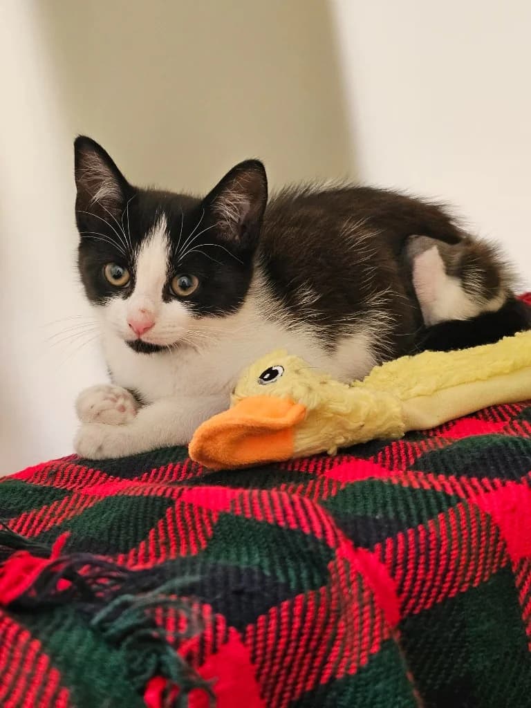 Dragon Fruit, female puppy Mixed Breed Cat for adoption at RSPCA Cornwall Branch, Saint Columb