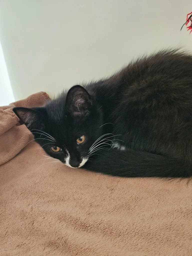 Apple, male puppy Mixed Breed Cat for adoption at RSPCA Cornwall Branch, Saint Columb