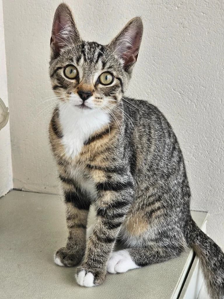 Fig, male puppy Mixed Breed Cat for adoption at RSPCA Cornwall Branch, Saint Columb