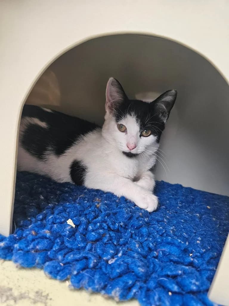 Lemon, female puppy Mixed Breed Cat for adoption at RSPCA Cornwall Branch, Saint Columb