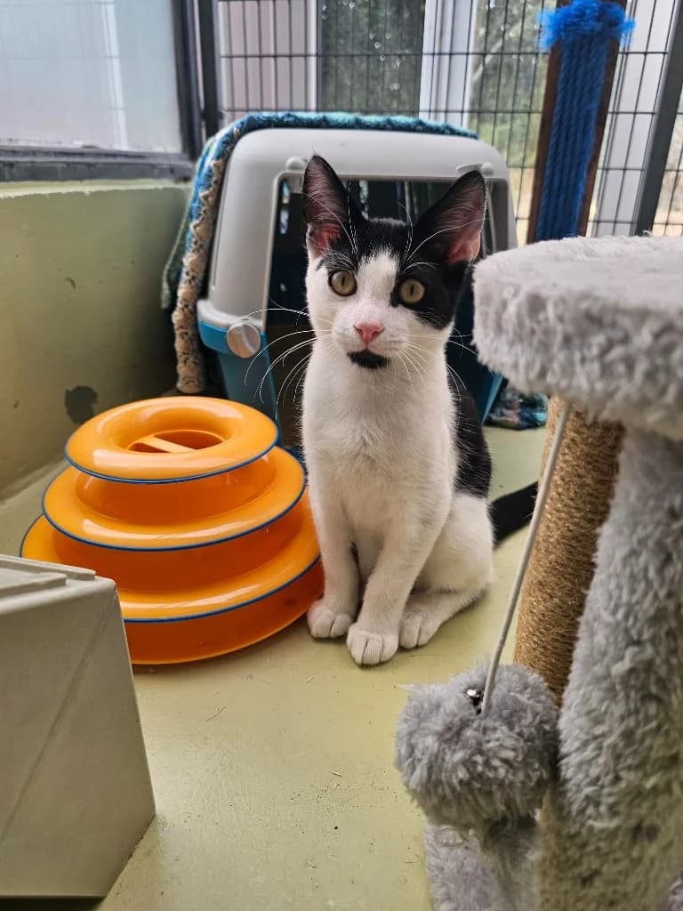 Kiwi, male puppy Mixed Breed Cat for adoption at RSPCA Cornwall Branch, Saint Columb