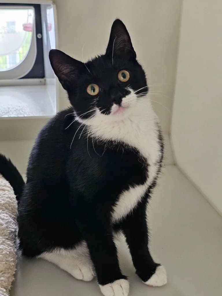 Huckleberry, male puppy Mixed Breed Cat for adoption at RSPCA Cornwall Branch, Saint Columb